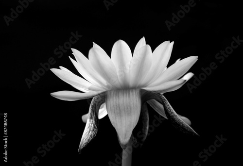 lotus isolated on black background
