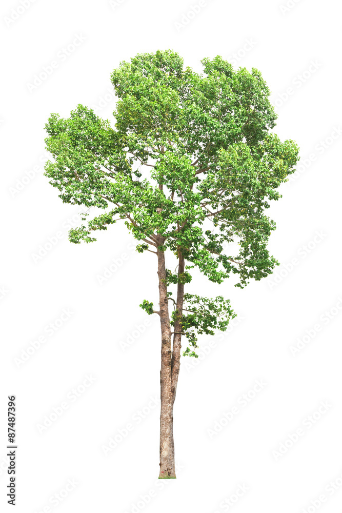 Tree isolated on white background