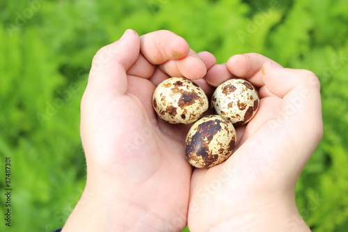 яйца в руке