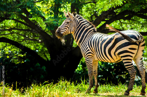 Zebra shake a tail