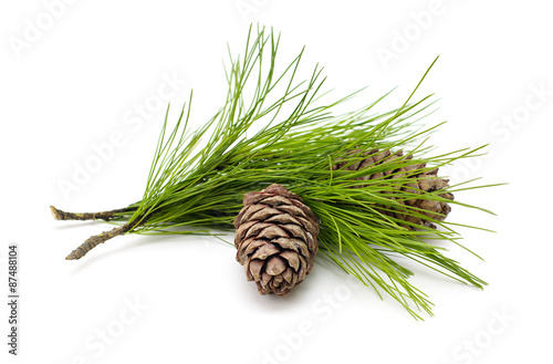 Green coniferous cedar branch with cones on white isolated  photo
