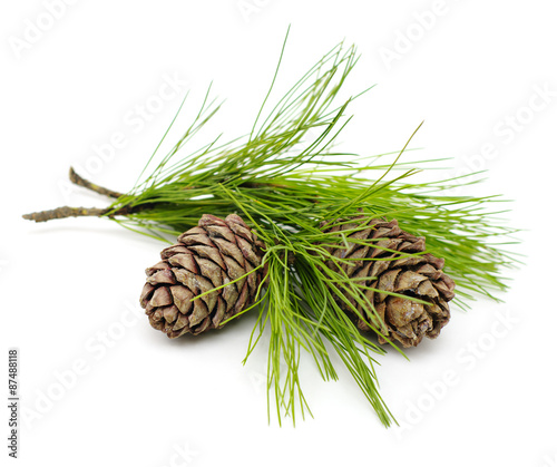 Green cedar branch with cones on white isolated
      