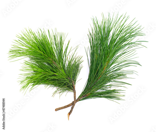 Two coniferous cedar  twigs on white isolated 