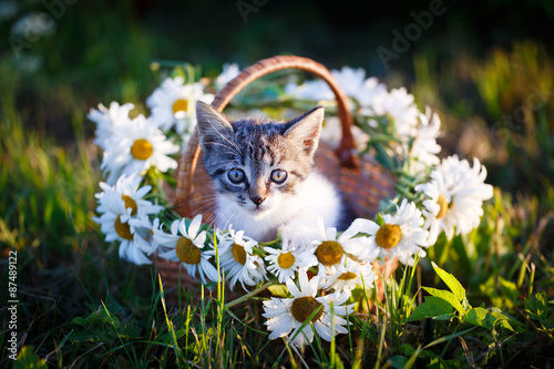Fototapeta Naklejka Na Ścianę i Meble -  kitten in nature