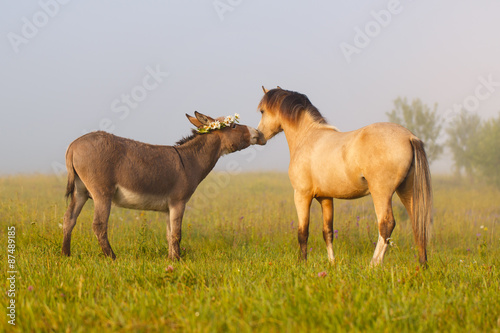 welsh pony and gray donkey © DragoNika