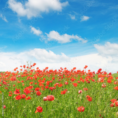 meadow with wild poppies and blue sky © alinamd