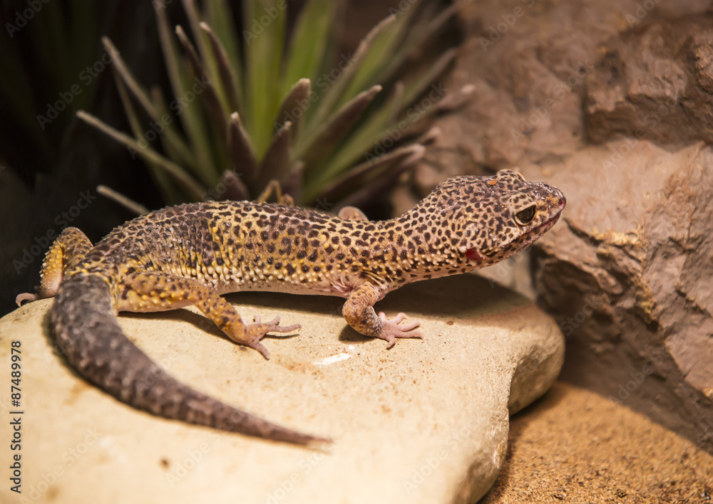Fototapeta premium live wild reptiles lizards shot close-up in nature