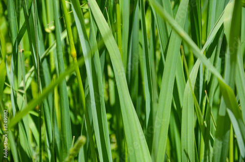 Wide flat green grass texture