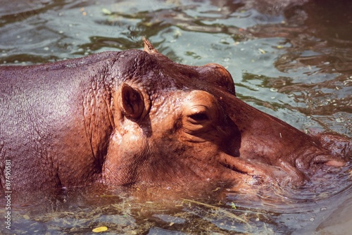 Hippopotamus, animals, mammals and herbivorous.