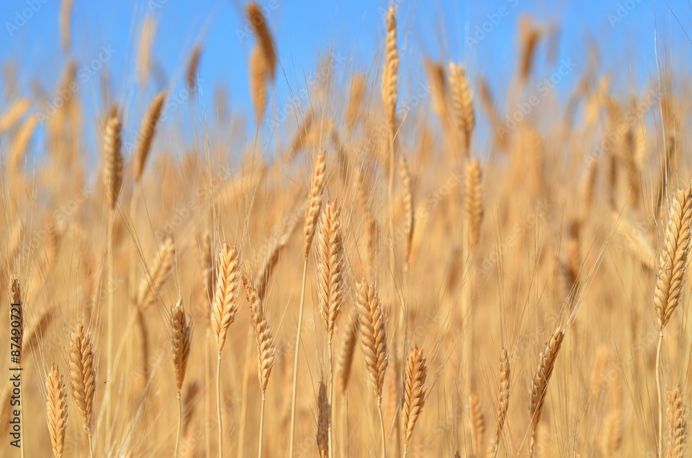 Einkorn Einkorn