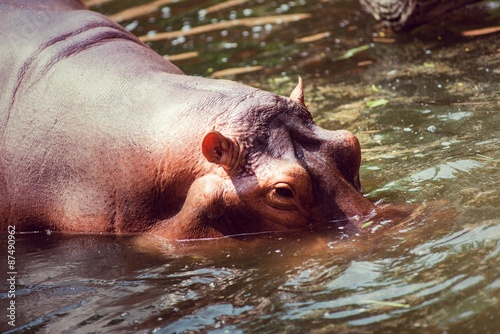 Hippopotamus, animals, mammals and herbivorous.