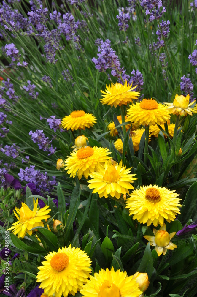 Fototapeta premium Yellow strawflower in the garden