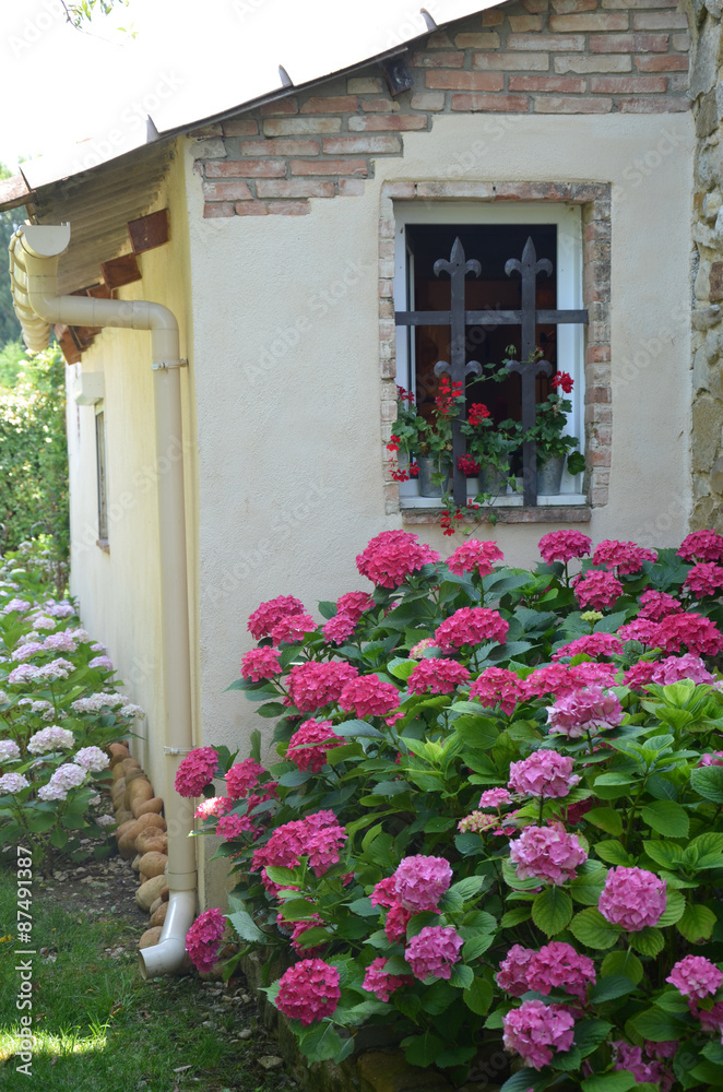 Pink and white hydrangea flowers massif