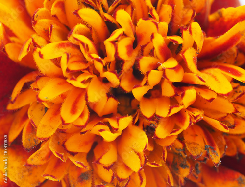 Marigold close up © enskanto