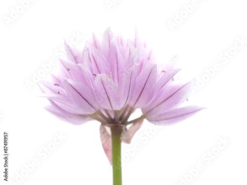 onion flowers on a white background