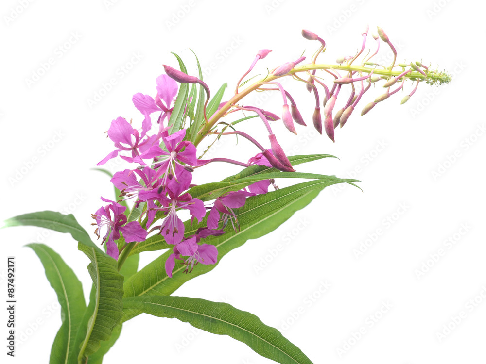 flowers of Willow-herb (Ivan-tea) on a white background