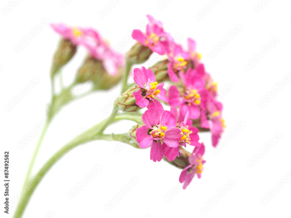 Obraz premium Yarrow on a white background