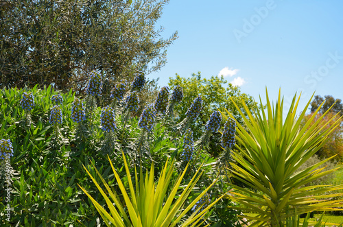 Massif beautiful blue flowers clustered with palm yucca leaves