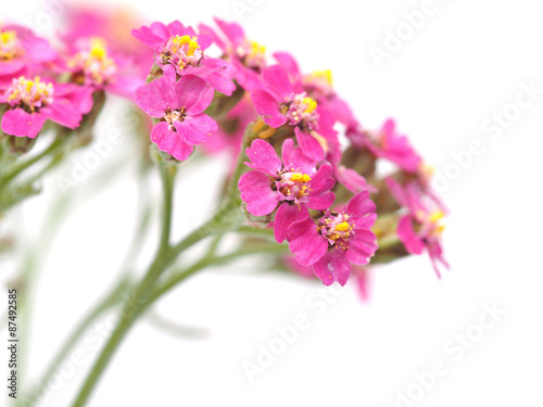 Yarrow on a white background