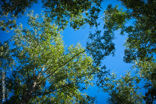 Sunny Summer birch forest.