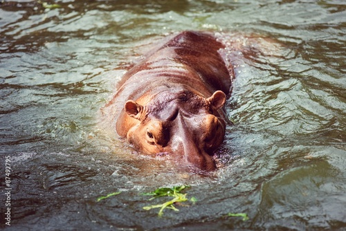 Hippopotamus, animals, mammals and herbivorous.