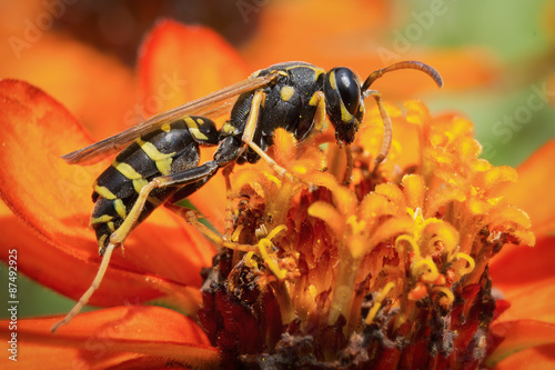 Yellow Jacket (Wasp) / Wasp is collecting pollen and nectar from flowers. © steevy84