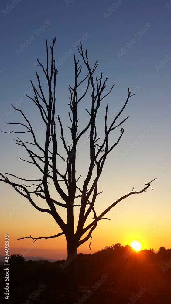 Albero controluce al tramonto