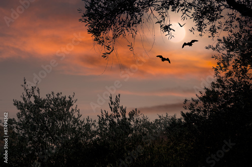 Fotografiet Halloween sunset with bats and full moon
