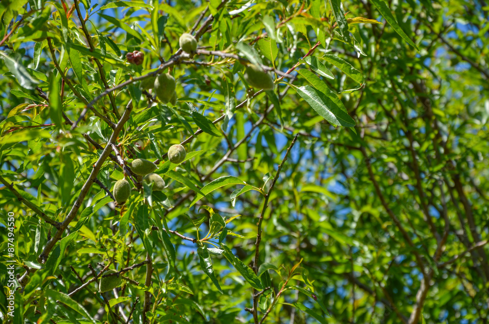 Almond foliage with green almonds on the tree Almond foliage with green almonds on the tree