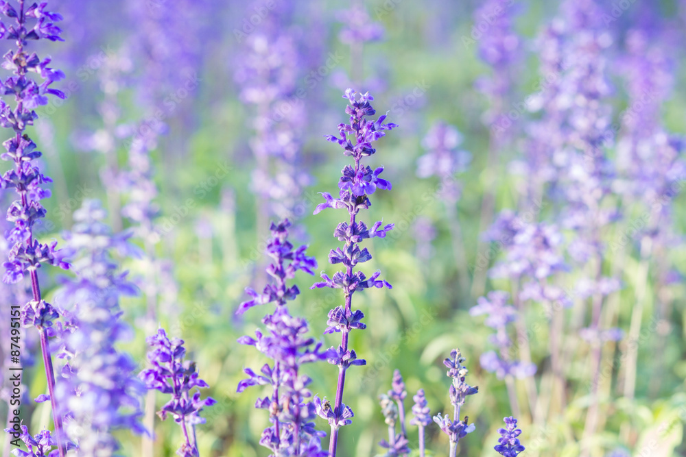 Obraz premium Beautiful spring background with Salvia farinacea Benth.