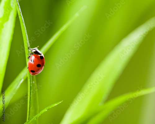 Ladybug running along on blade of  green grass