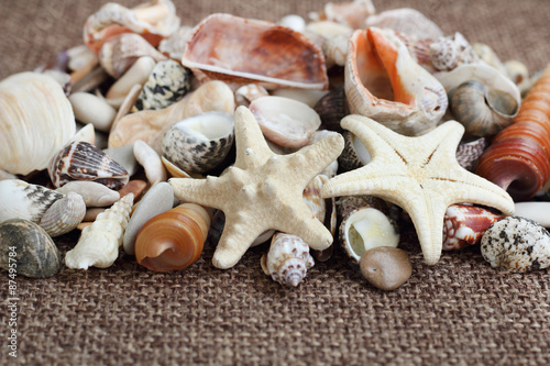 sea shells 