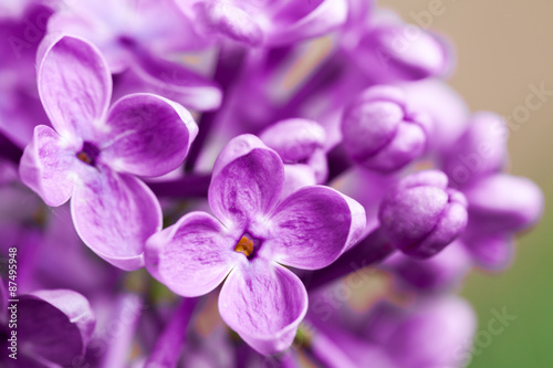 Beautiful spring delicacy lilac flowers. © fotomaximum