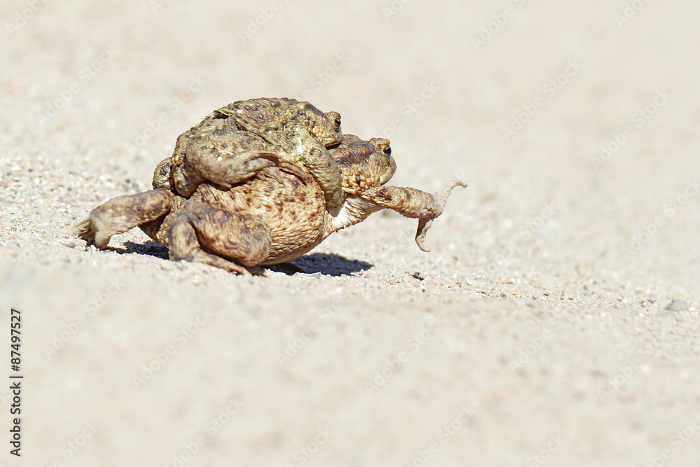Common toad bufo bufo