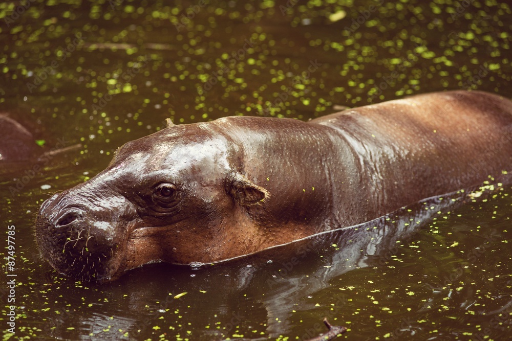 Hippopotamus, animals, mammals and herbivorous. Hippopotamus, animals, mammals and herbivorous.