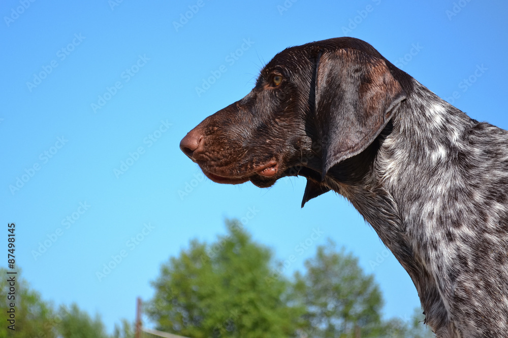 German shorthaired pointer half face in front of the sky wet after swimming