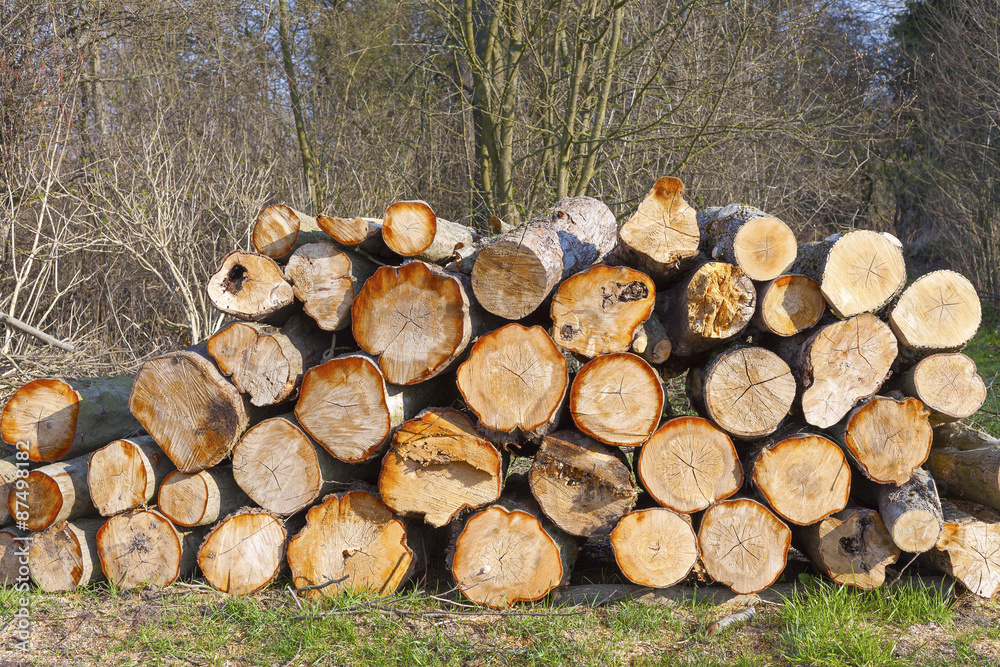 Pile of wood logs in forest.