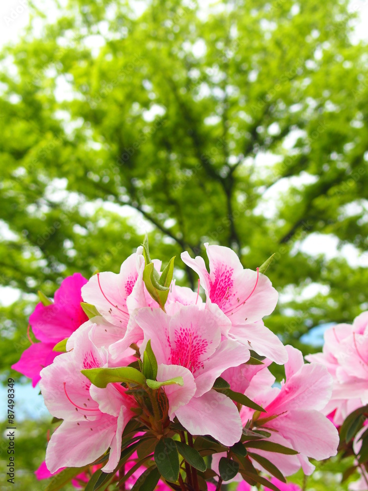 Obraz premium 新緑の欅とツツジ