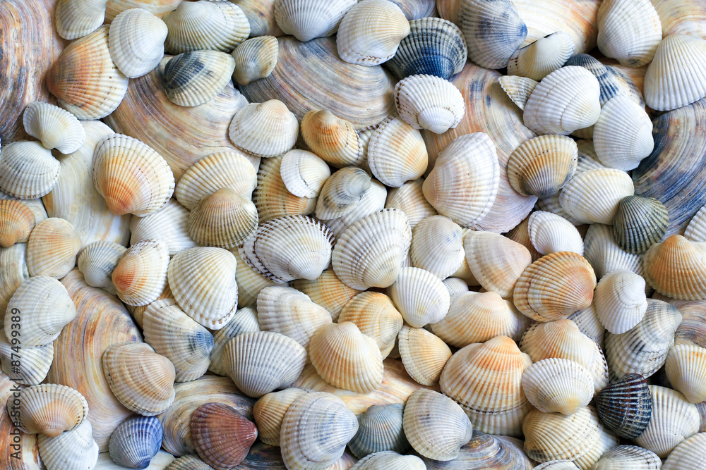 seashells background