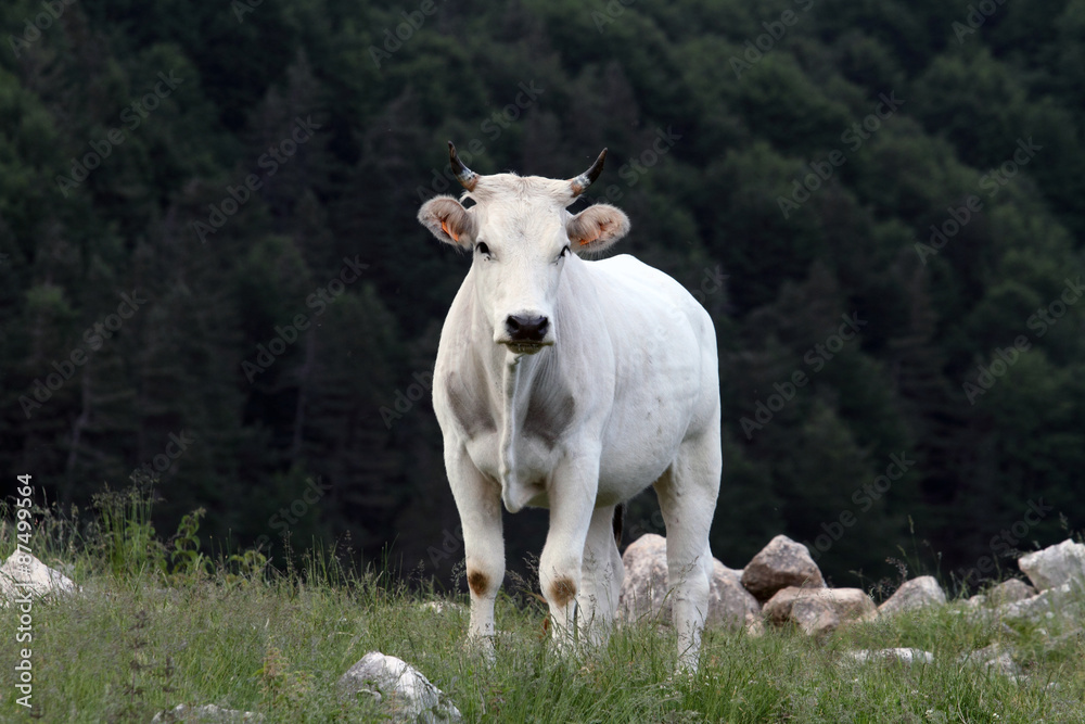 
white cow