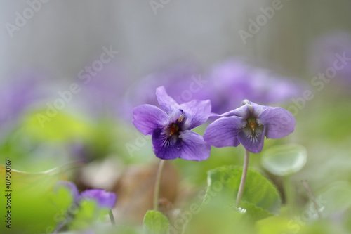 Viola odorata - Sweet Violet  English Violet  Common Violet  or Garden Violet