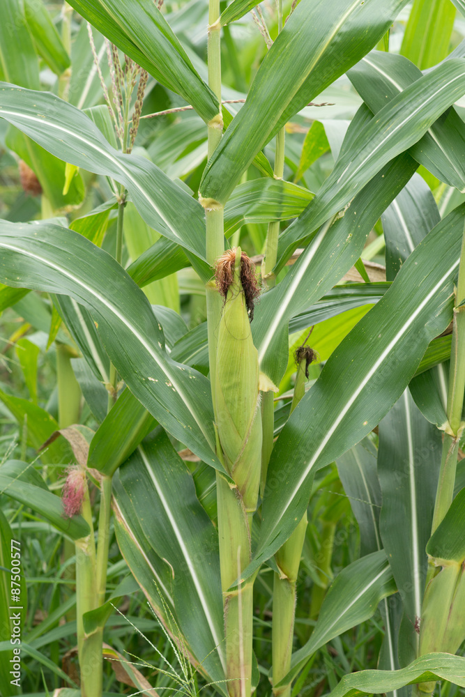 Obraz premium Corn on the tree.