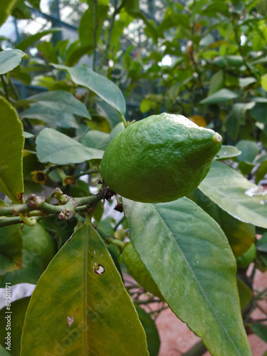 Green fruit of a lemon tree