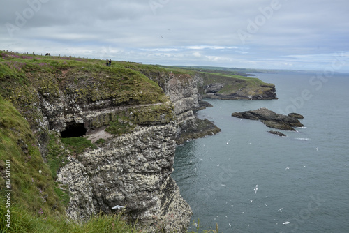 colonie d'oiseaux de mer, Réserve naturelle de Fowlsheugh, RSPB, Ecosse, Grande Bretagne photo