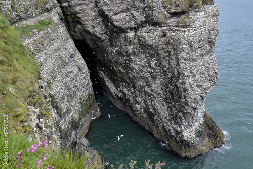 colonie d'oiseaux de mer, Réserve naturelle de Fowlsheugh, RSPB, Ecosse, Grande Bretagne photo
