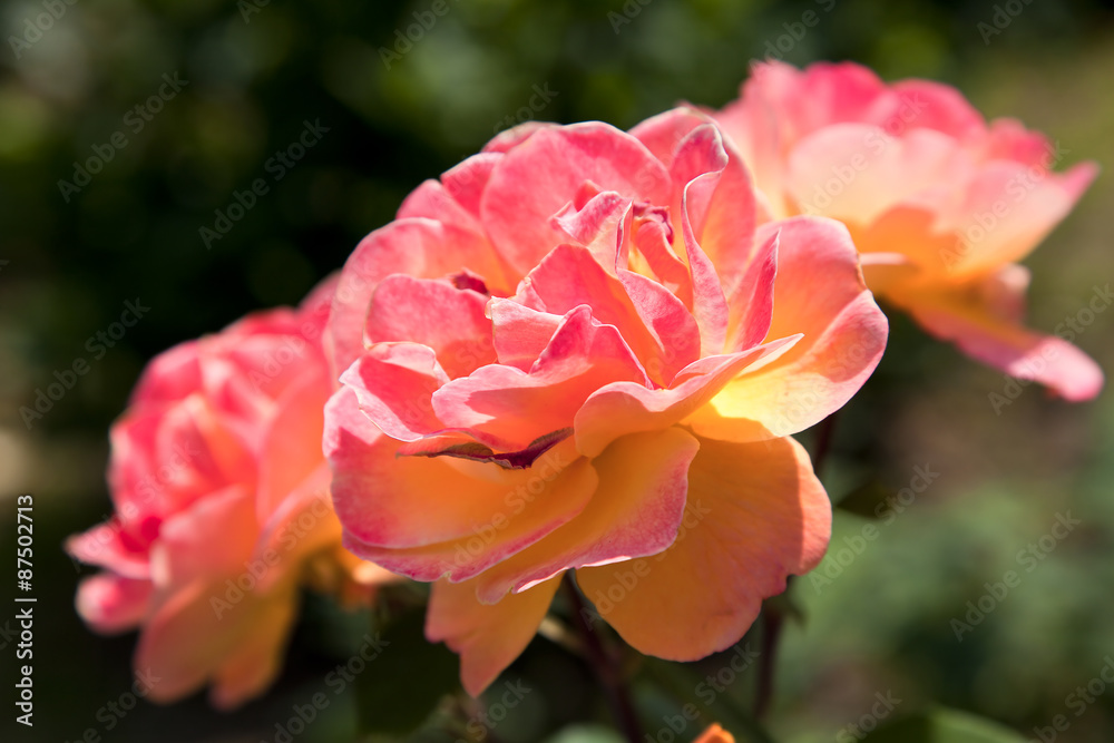 Coral Roses