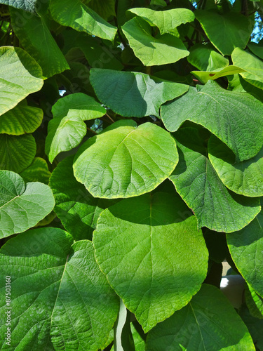 Lush green leaves