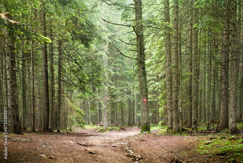  Spruce Tree Forest