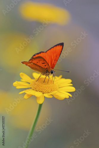 red butterfly Scarce Copper , Lycaena virgaureae - vertical photo