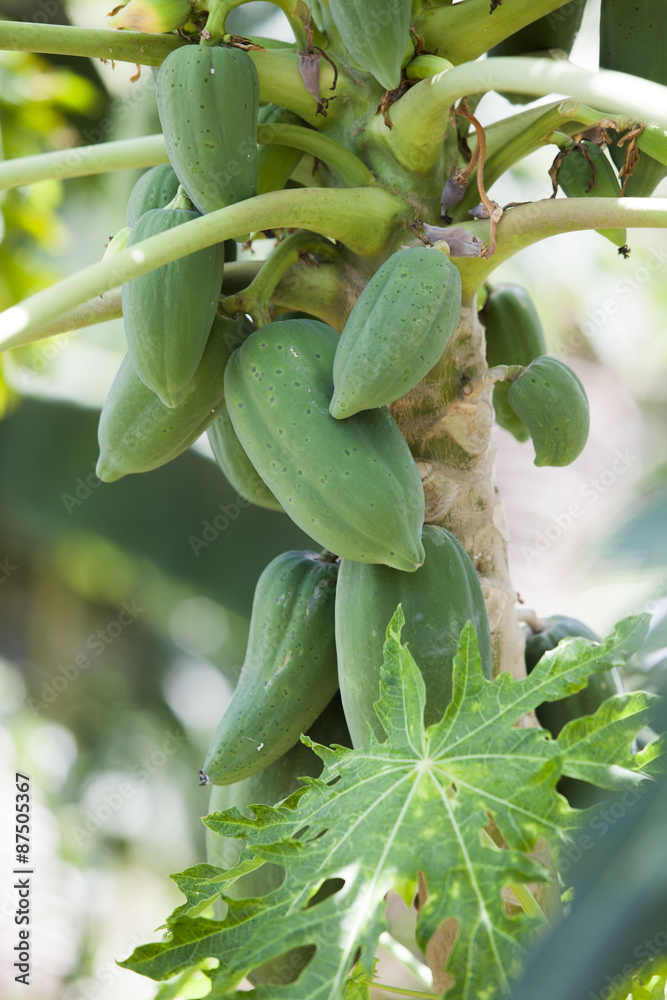 papaya tree papaya tree
